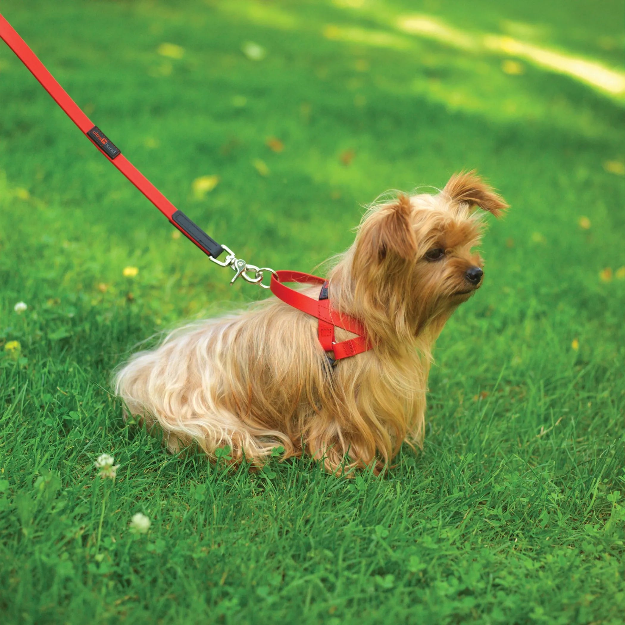 Freedom No-Pull Dog Harness