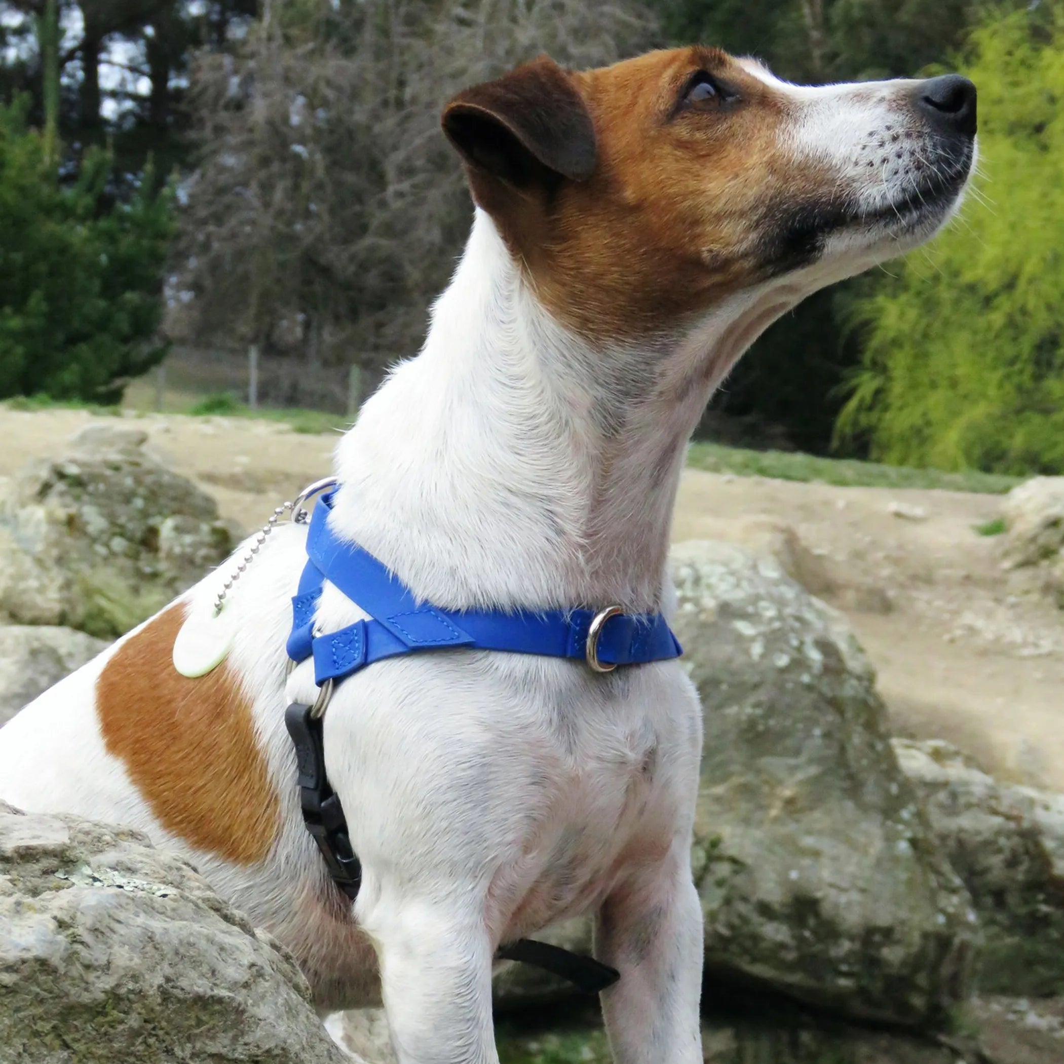 Freedom No-Pull Dog Harness