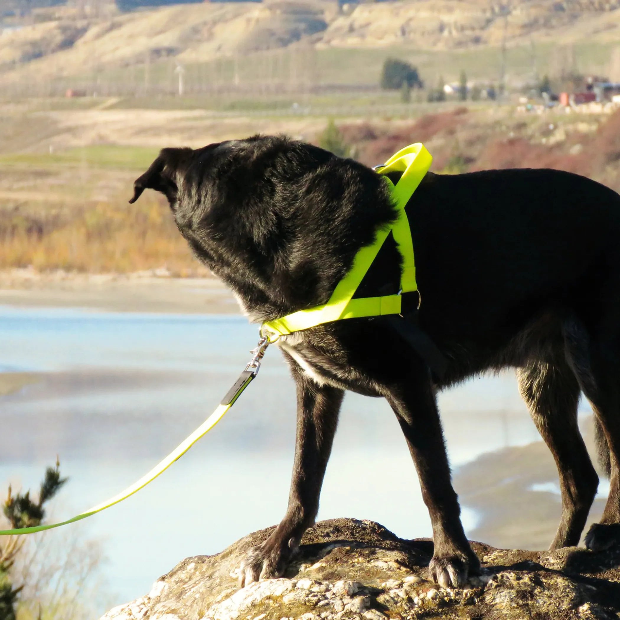 Freedom No-Pull Dog Harness